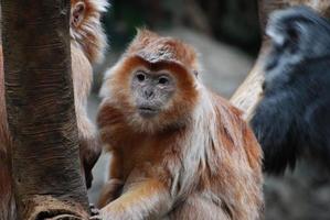 de cerca con un mono langur javanés foto