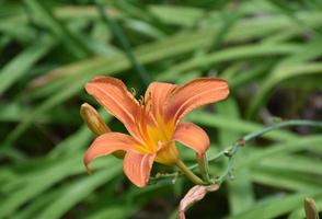 Pretty Orange Flowering Daylilies in a Spring Bulb Garden photo
