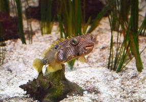 Green Eyed Spiny Boxfish Swimming Along the Ocean Floor photo