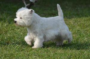 West Highland White Terrier Dog Profile photo