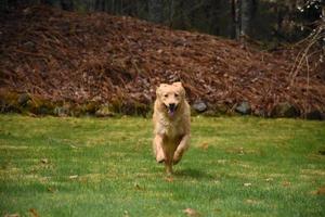 perro perdiguero de peaje de pato corriendo a través de la hierba foto