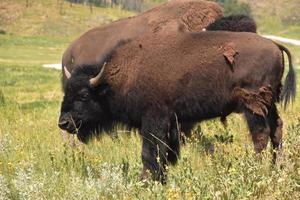 Grazing Young Bison in a Field with Wildflowers photo