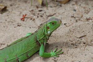 Green Iguana on a Sand Beach photo