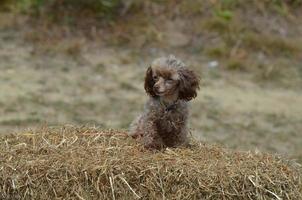 adorable caniche de juguete marrón en una fianza de heno foto