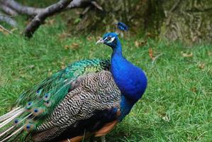 A Great Side View of a Peacock photo