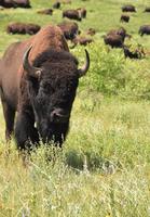 Herd of Migrating Buffalo in a Field photo