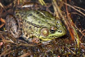 Close Up Look at a Green Frog in a Marsh photo