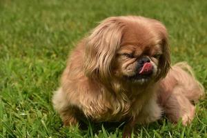 jengibre pekinés cachorro perro lamiendo su nariz foto