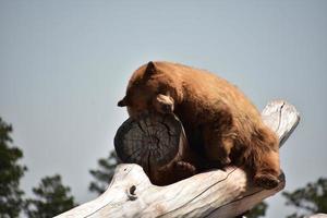 Resting Shaggy Black Bear on a Log Pile photo