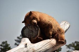 oso pardo dormido peludo en una pila de troncos foto