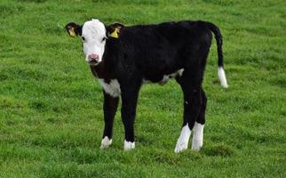 Adorable Shaggy Black and White Calf in a Pasture photo