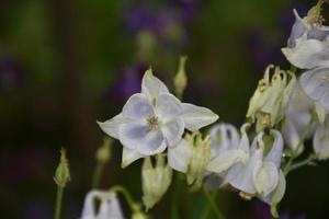 Pretty Flowering White Columbine Flower Blooming in the Spring photo