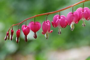 Pretty Pink Lyre Flower Blossoms photo