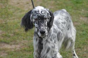 Great English Setter Dog on a Leash photo