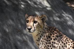 Great Look Into the Face of a Cheetah photo