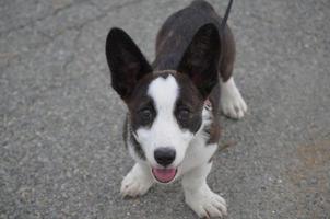 Welsh Corgi Puppy on Leash photo