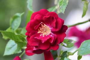 Red Rose Bush with a Brilliant Blooming Rose photo