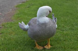 Funny White Duck with his Feathers Ruffled photo