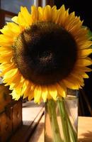 Brilliant Sunflower with a Large Center in the Blossom photo