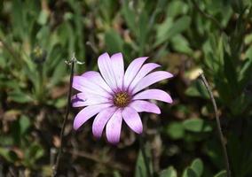 Purple Aster Flower Blossom in a Garden Close Up photo