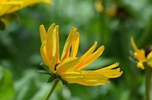 Flowering Black-Eyed Susan Blossom photo