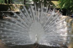 hermoso plumaje de un pavo real blanco foto