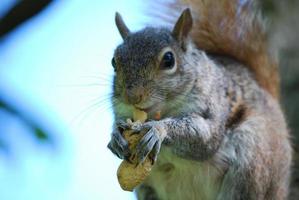 adorable cara de una ardilla comiendo una nuez foto