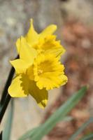 Pair of Blooming Yellow Daffodils in a Garden photo