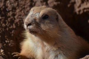 Dirt on the Nose of an Adorable Prairie Dog photo