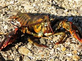 Live Lobster Resting on a Rocky Maine Shore photo