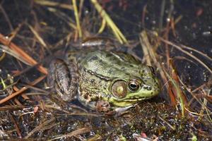 Large Frog in Marsh Grass and Shallow Water photo