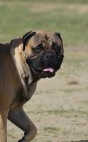 Bullmastiff Posing for a Side View photo