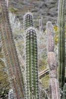 Spikey Thorns on a Long Cactus in Aruba photo