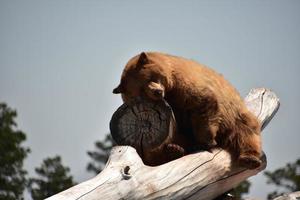 Wild Brown Bear Asleep on a Summer Day photo