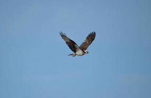 hermoso águila pescadora cantando en el cielo foto