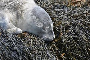 Sweet Sleeping Face of a Gray Baby Seal Pup photo