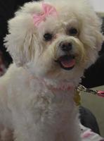 Precious Groomed White Bichon Puppy Dog with a Bow photo