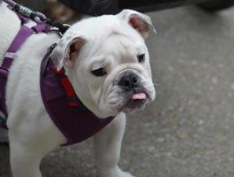 Funny Dog Face photo