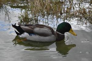 Mallard muy bonito nadando cerca de la hierba del pantano foto