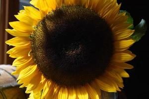 Amazing Look at a Large Sunflower Blossom Up Close photo