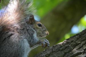 Adorable Grey Squirrel on a Tree Branch photo