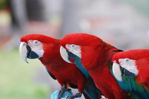 trío de guacamayas rojas en una percha foto