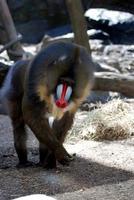 Mature Adult Mandrill Monkey Walking on all Fours photo