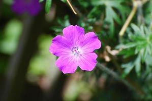 flor de geranio púrpura floreciente en un jardín foto