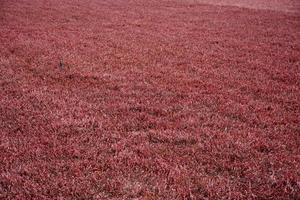 Brilliant Red Cranberry Vines Growing in a Bog photo