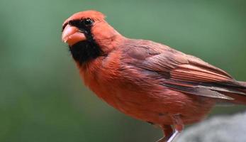 cardenal rojo con plumas negras en la cara foto