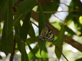 mariposa ninfa de árbol blanco y negro en una hoja verde foto
