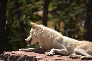 precioso perfil lateral de un lobo de madera blanca foto