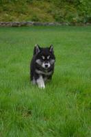 Fluffy Alusky Puppy Dog Walking Through Tall Grass photo