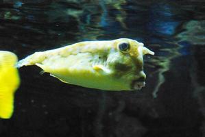 Great Longhorn Cowfish Swimming Along Underwater photo